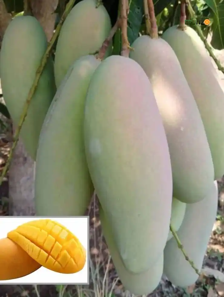 3 Test Mango Grafted Plant For Home | Terrace Gardening.png