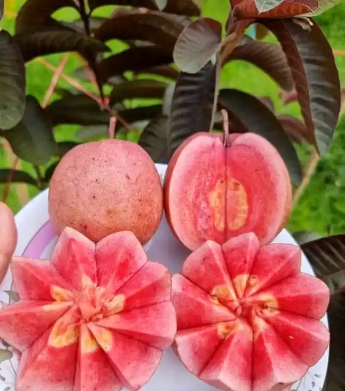 Black Diamond Seedless Grafted Guava Plant for Home Garden.png