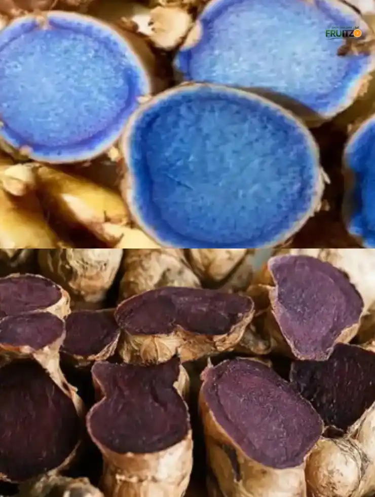 Natural Healing Black Turmeric & Black Ginger Combo for Home and Terrace Garden..png