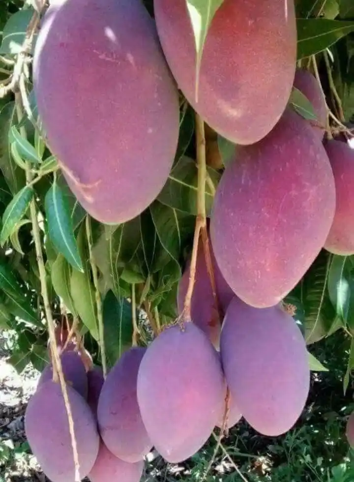 Japanese Miyazaki Mango Plant ‘Grafted’ | Orchidzone.png