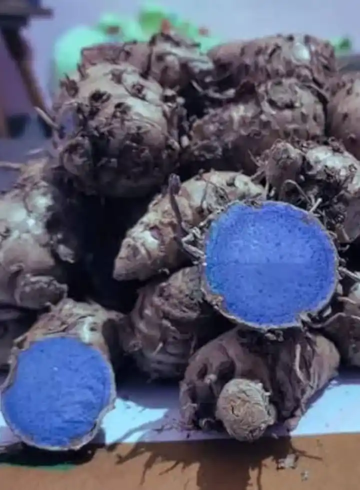 Highly Beneficial Black Turmeric (Kali Haldi) Plant for Home Garden..png