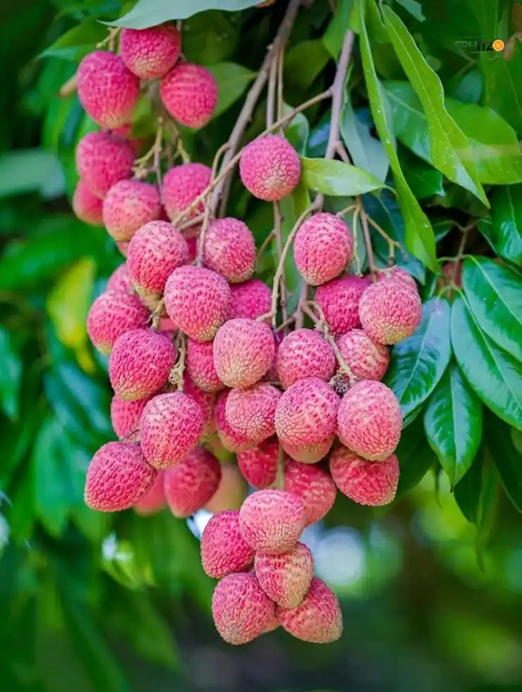  Bombai Litchi Lychee Layering/Grafted Fruit Plant For Home And Terrace Garden..png