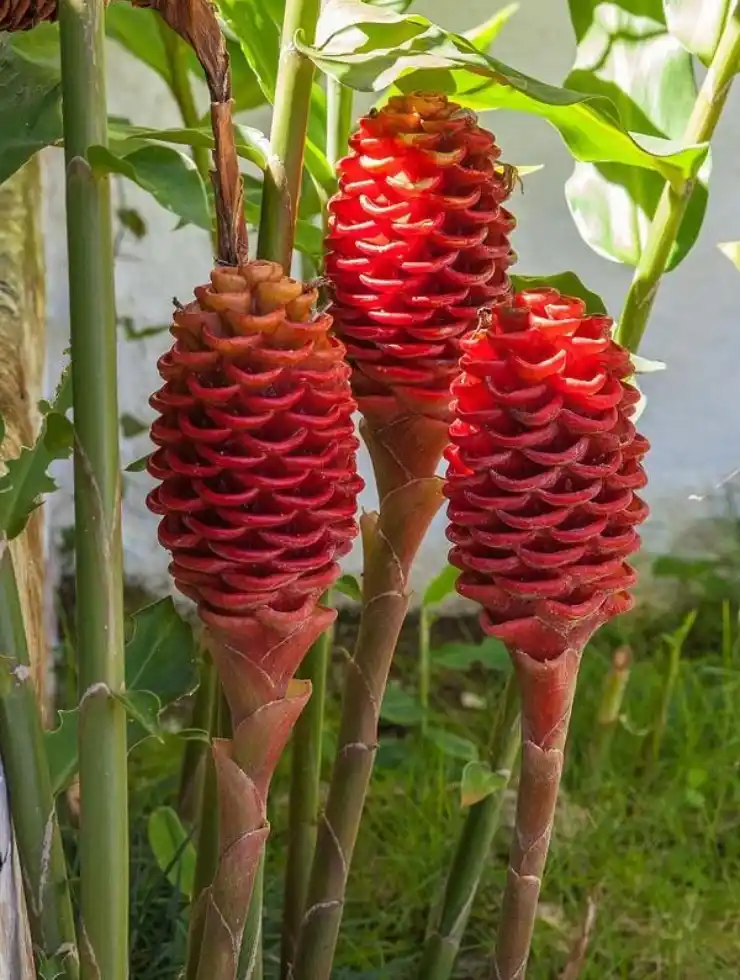 Shampoo Ginger Lily Live Flowering Plant for Home Gardens.png