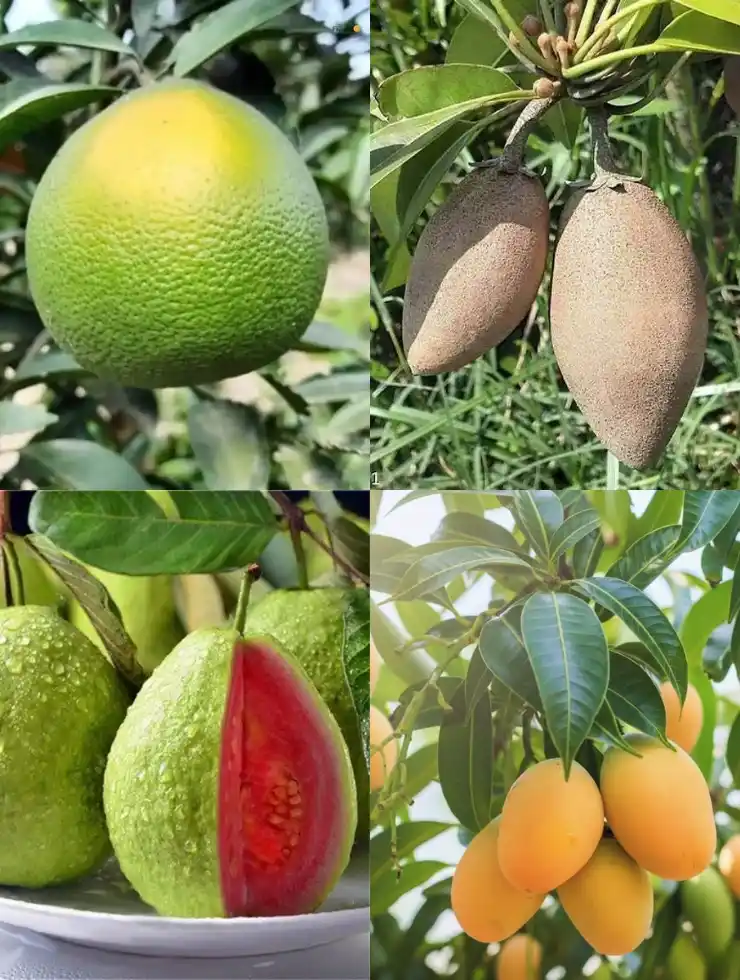 All-Season Fruit Garden Combo (Grafted) Plant For Your Home ANd Terrace Garden..png