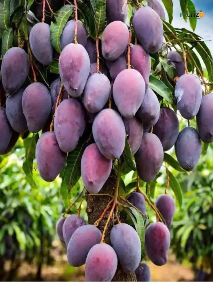 American Red Palmar Mango Grafted Plant For Home And Terrace Garden..png