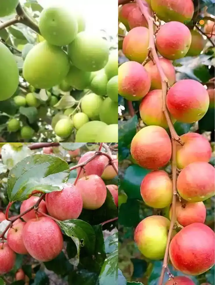 Apple Ber Trio Combo (Grafted) Plant For Home And Terrace Garden.png