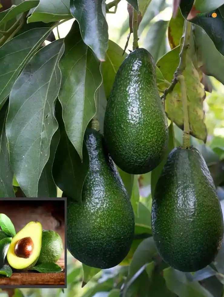 Avocado Grafted Fruit Plant For Home And Terrace Garden.png