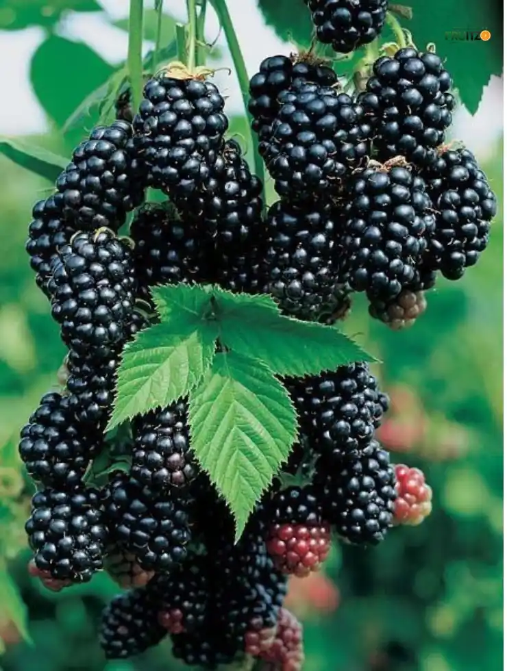 Black Berry Grafted Fruit Plant For Home | Terrace Garden.png