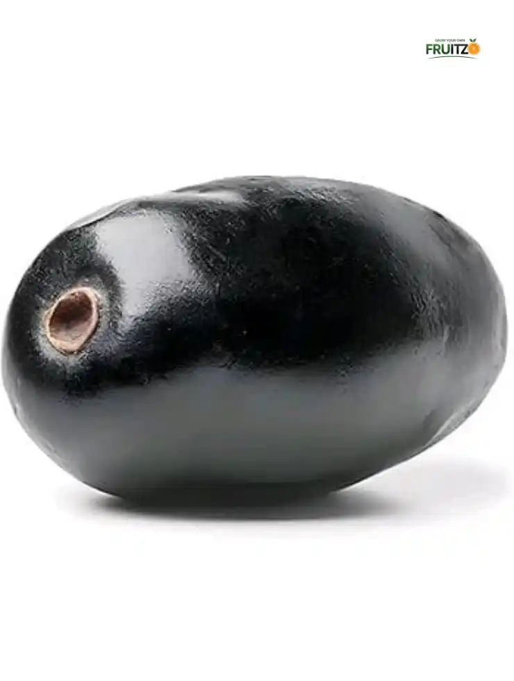 All Time Black Jamun KG-10  plant for Home Garder (Grafted plant).png