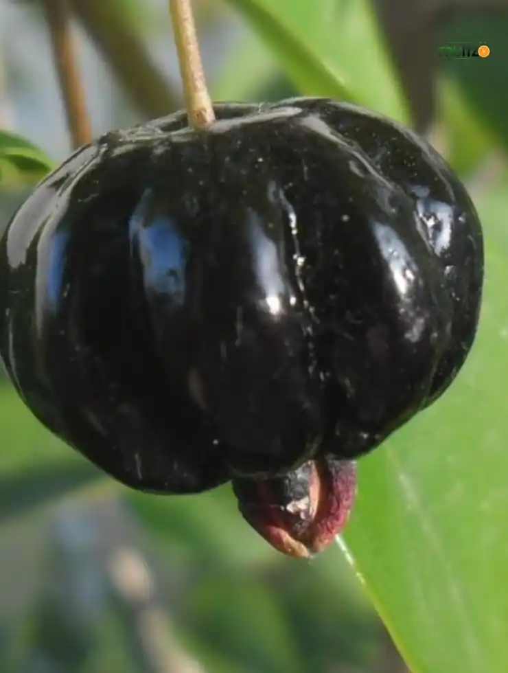 Black Surinam Cherry Grafted Plant For Home And Terrace Garden.png