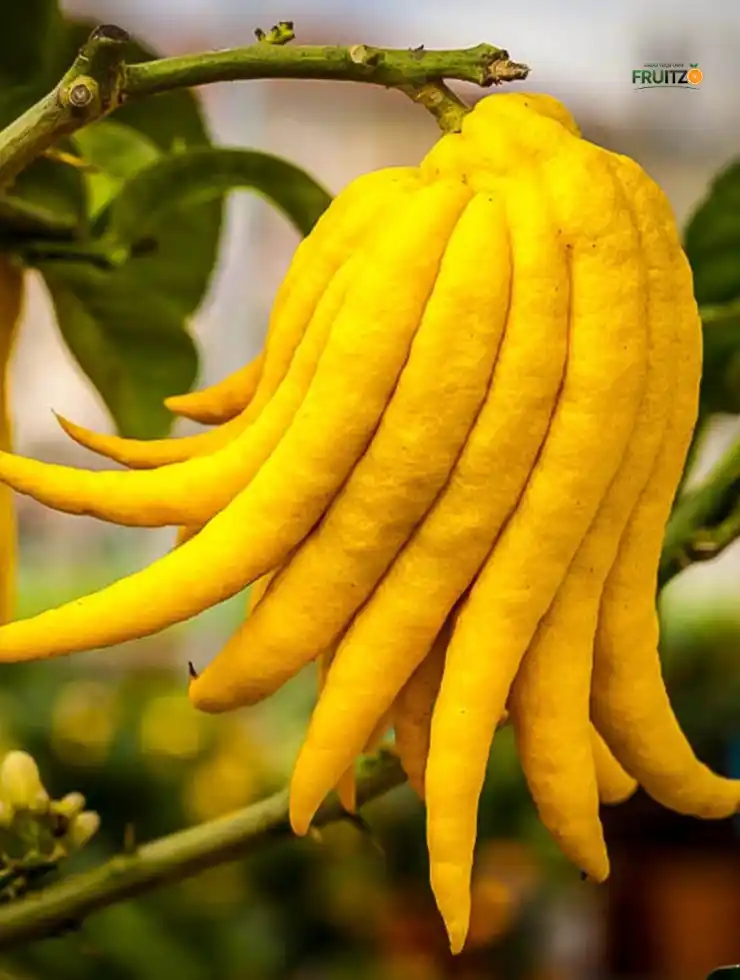 Buddhas Hand / Five Finger Orange Citrus Grafted fruit Plant For Home And Terrace Garden..png