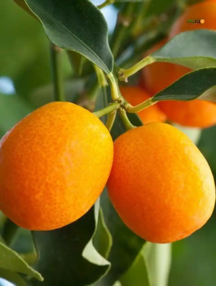 Calabrese Oval Orange Grafted Plant For Terrace | Home Garden .png