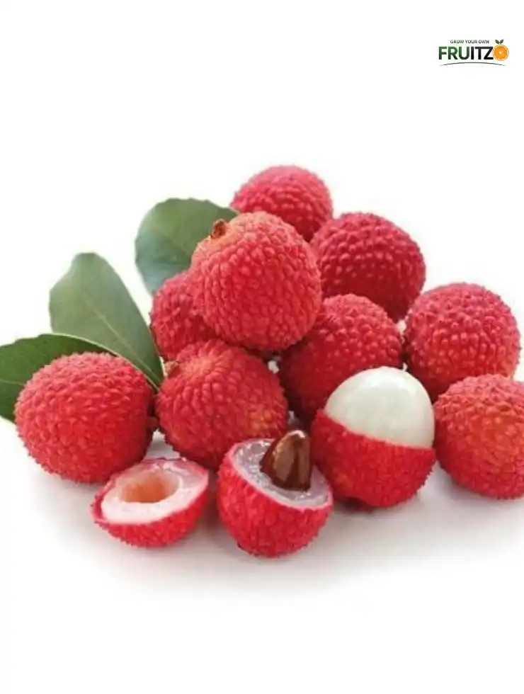 China 3" litchi Grafted plant For Your Home Garden.png