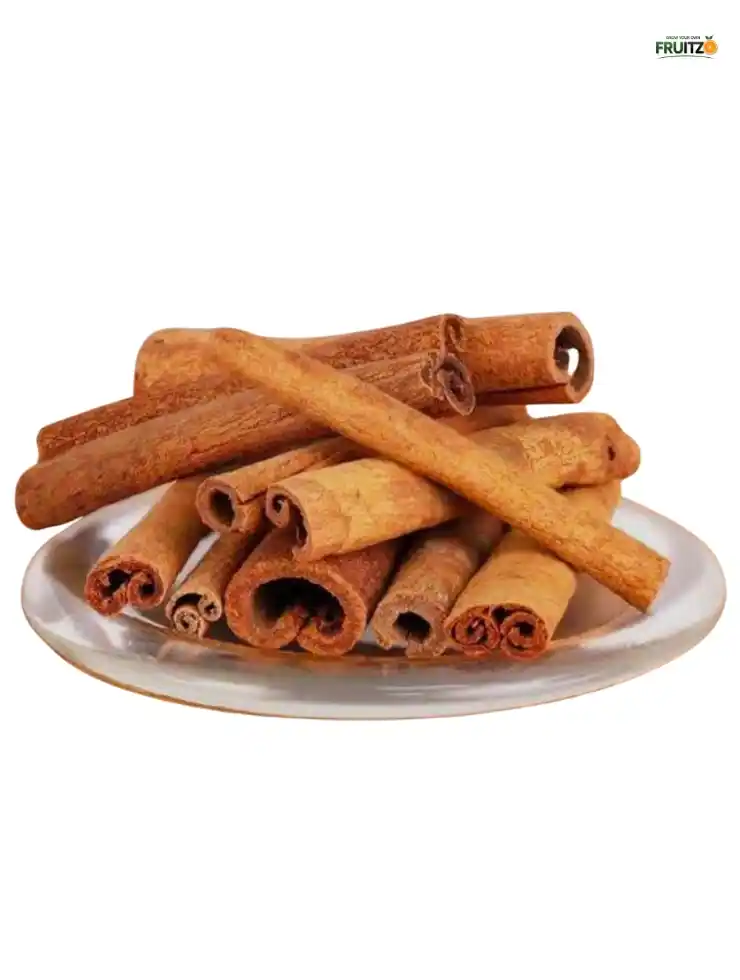 Cinnamon Grafted Plant For Home Garden (Darchini).png