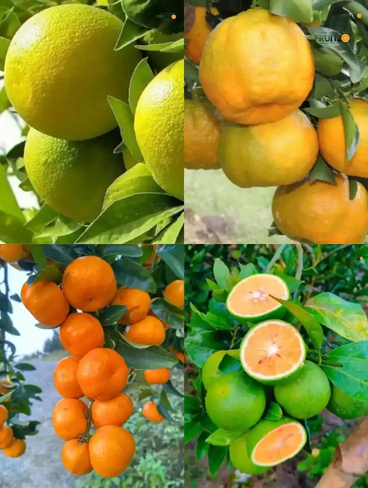 Classic Citrus 4-in-1 Combo (grafted) For Home And Terrace Garden.png
