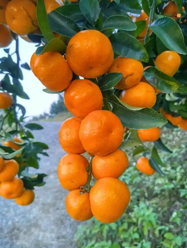 Darjeeling  Orange Grafted Plant for Home Garden.png