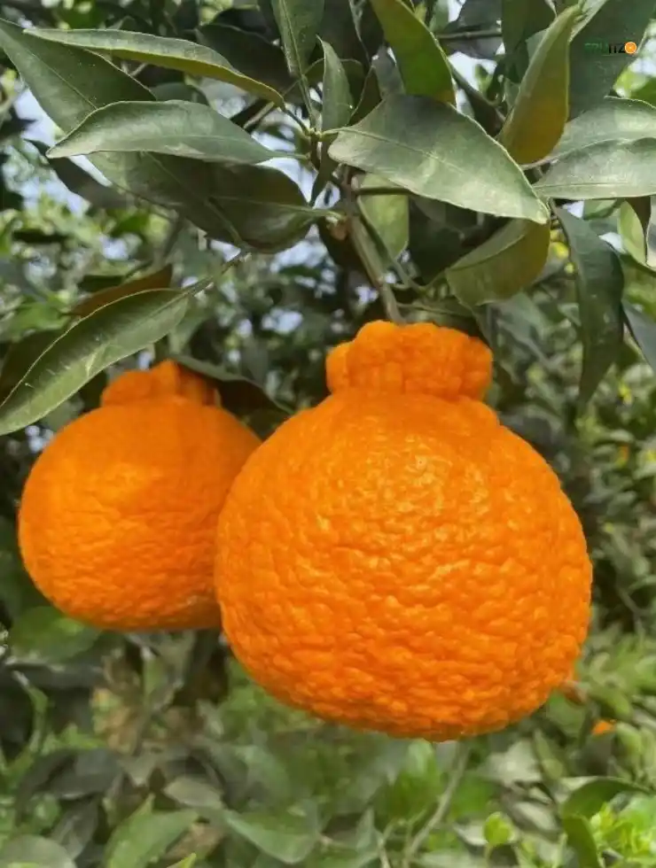 Dekopon Orange (Grafted) Plant For Terrace | Home Garden.png