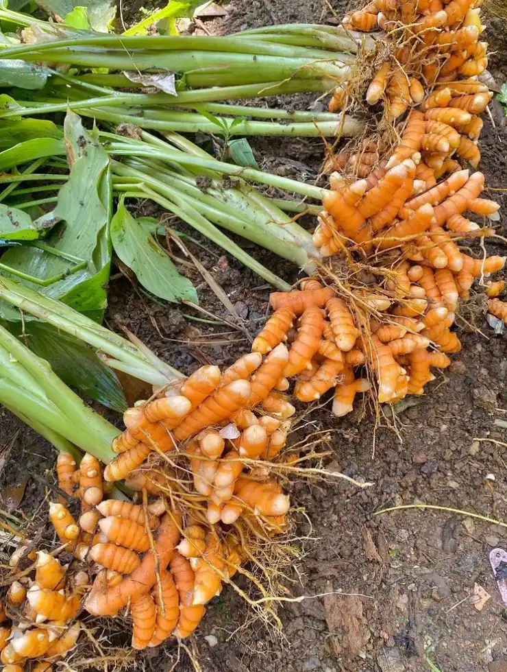 Lakadong Turmeric plant is perfect for growing in any home garden..png