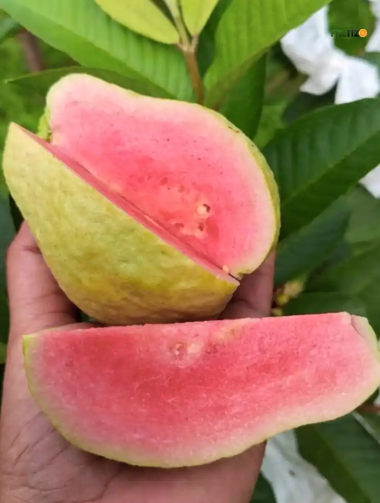 Grafted Jarvi Diamond 1 Guava Fruit Plant (Seedless) For Home & Terrace Garden.png