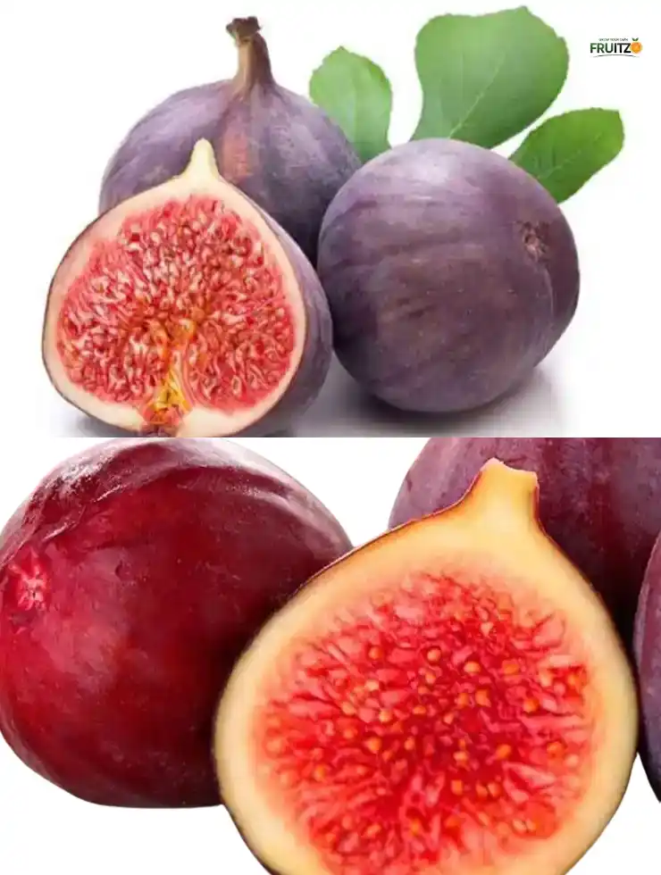 Fig Plants Combo Ideal for Home and Terrace Cultivation | Pack of 2 (Grafted).png