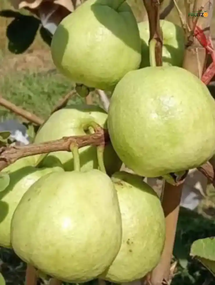 Golden 8 guava Grafted Plant For Home And Terrace Garden.png