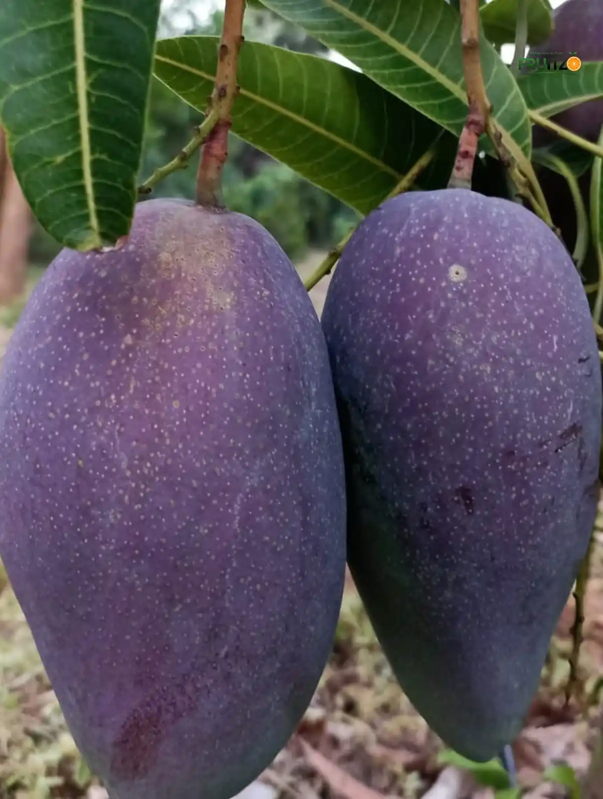 Grafted Thai King Chakapat mango plant for your home garden..png