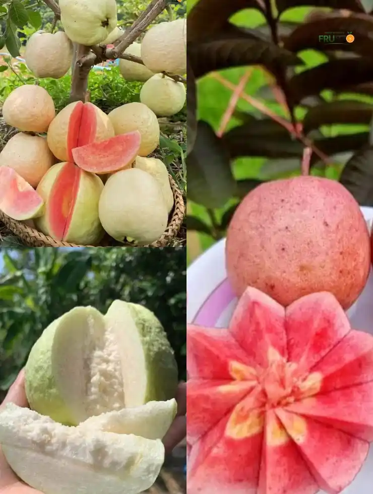 Guava Trio Plant Combo (Grafted) Plant For Home And Terrace Garden.png