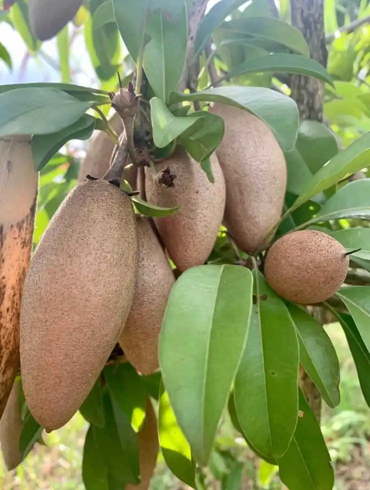 Banana Chikoo Grafted Hybrid Plant Perfect for home garden.png