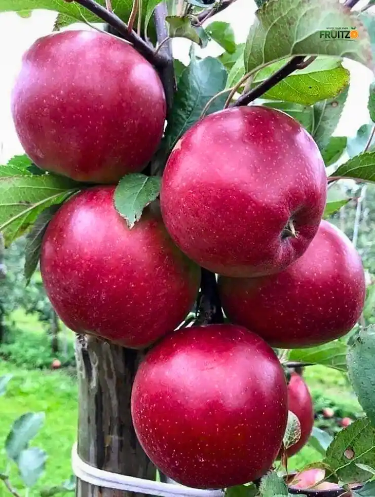 Healthy Kashmiri Apple Fruit Original Grafted Plant (1.5-2.5'ft) Height, For Your Home And Terrace Garden  |    Pack Of 1.png