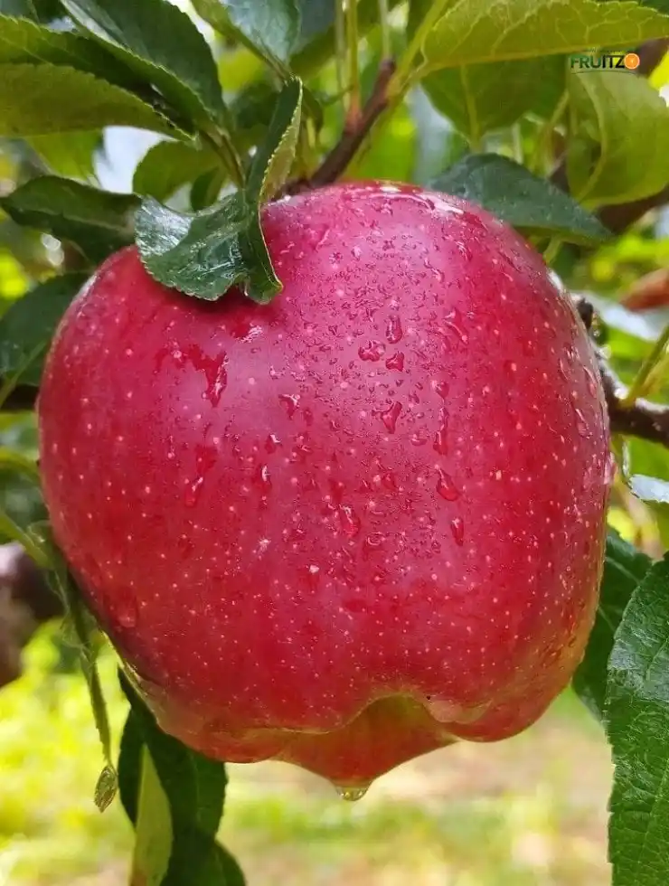 HRMN 99 Apple Fruit Live Plant for Home Gardening (Original Grafted) (1.5'-2.5') | Pack of 1.png