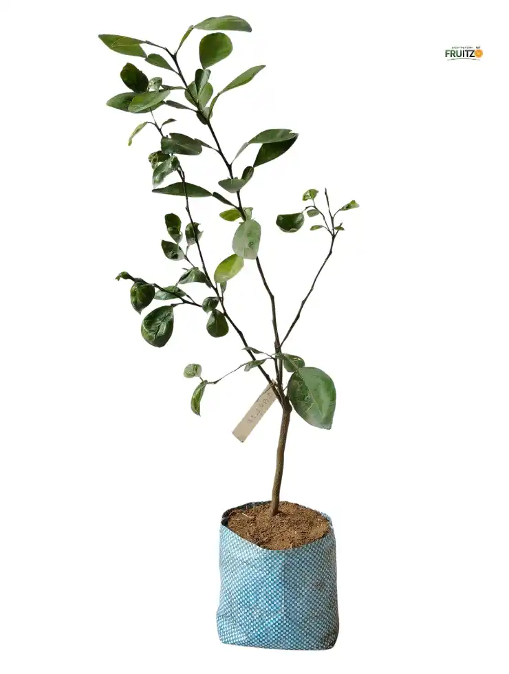 product.png