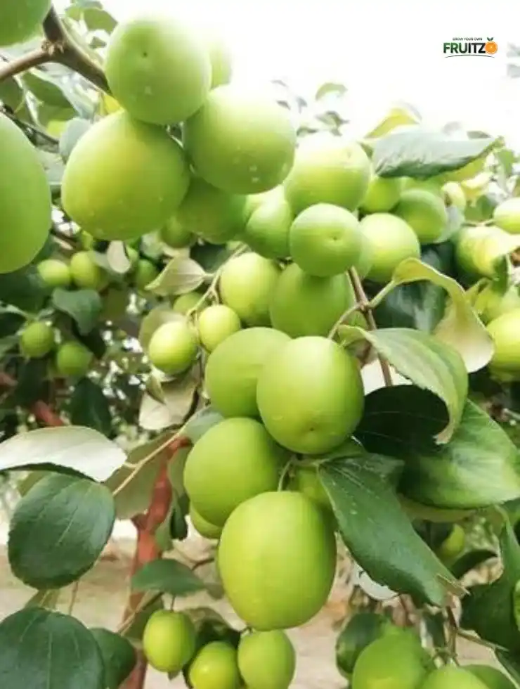 Kashmir Green Apple Ber (Grafted plant), perfect for growing in your home garden..png