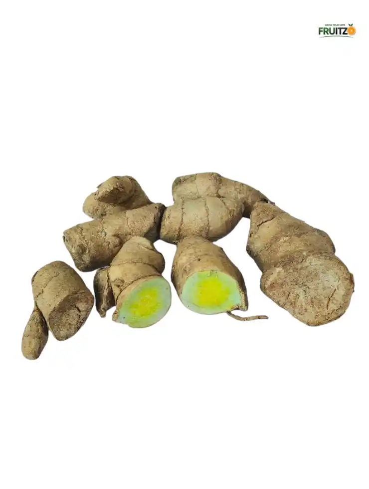 Kasturi Haldi For Home & Terrace Garden (Curcuma aromatica).png