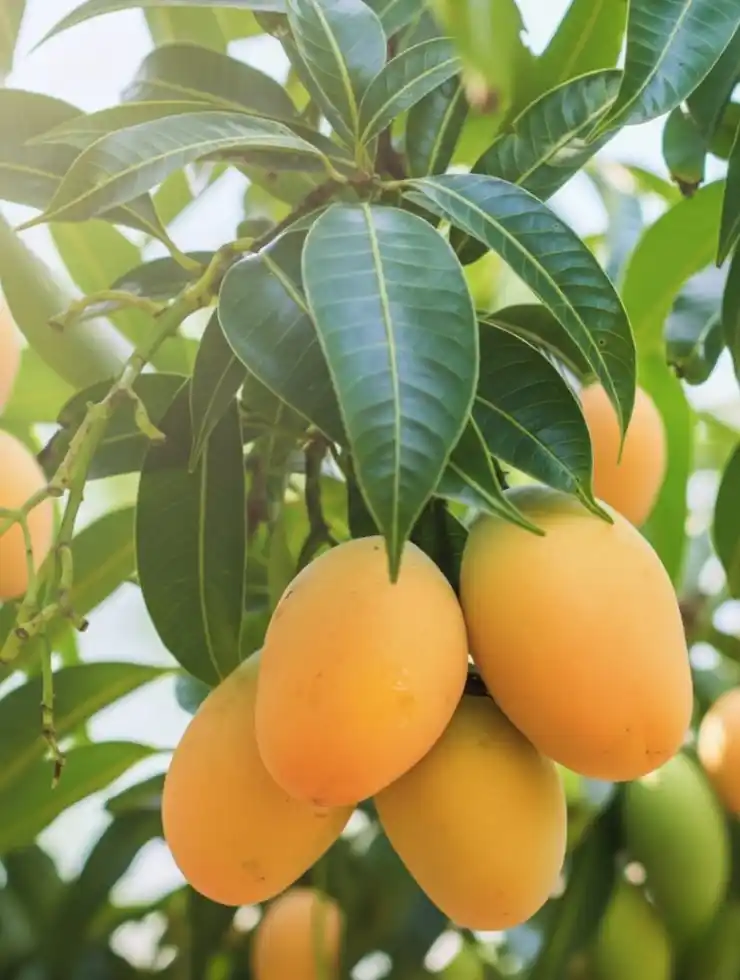 Thai All Season Mango Plant – Grafted and Ready to Grow.png