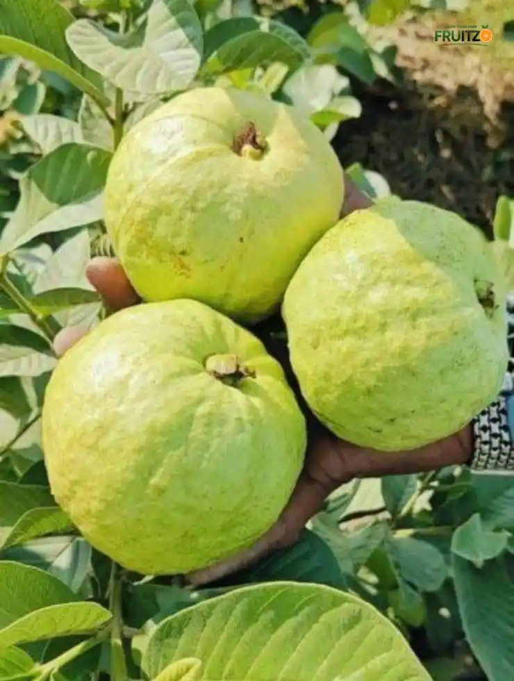 Lalit Guava (L49) Grafted Plant For Home | Terrace  Gardening.png