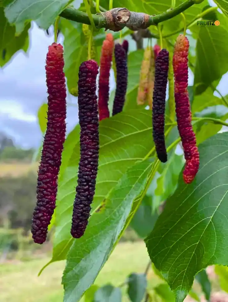 Long Mulberry Grafted Plant For Home and Terrace Garden.png