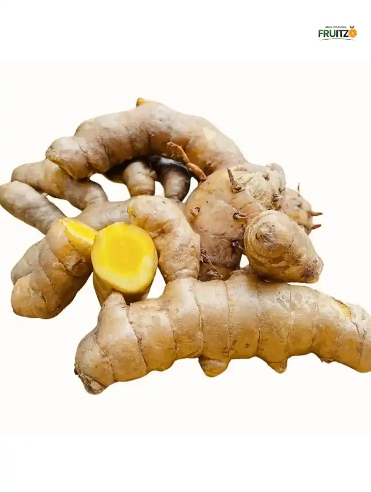 Mango Ginger / Curcuma Amada Rhizome's for Home Garden.png