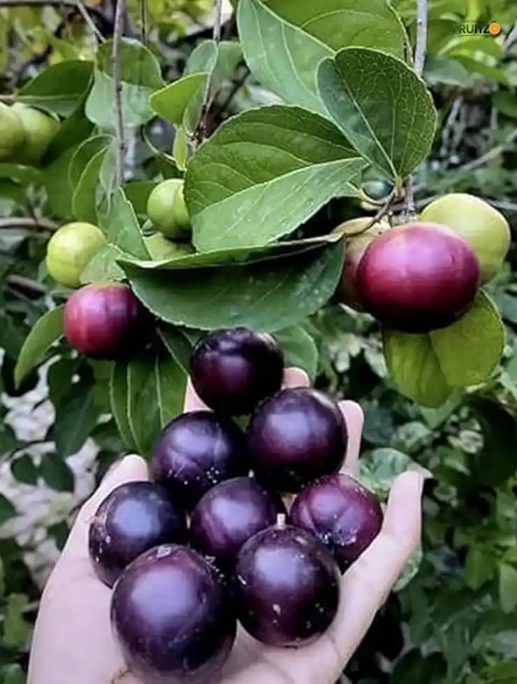 Manila Cherry Grafted Fruit Plant For Home And Terrace garden.png