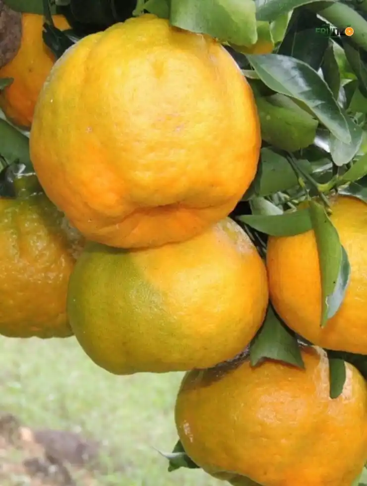 Nagpur Orange Tree | Grafted Plant for Indian Homes and Gardens.png