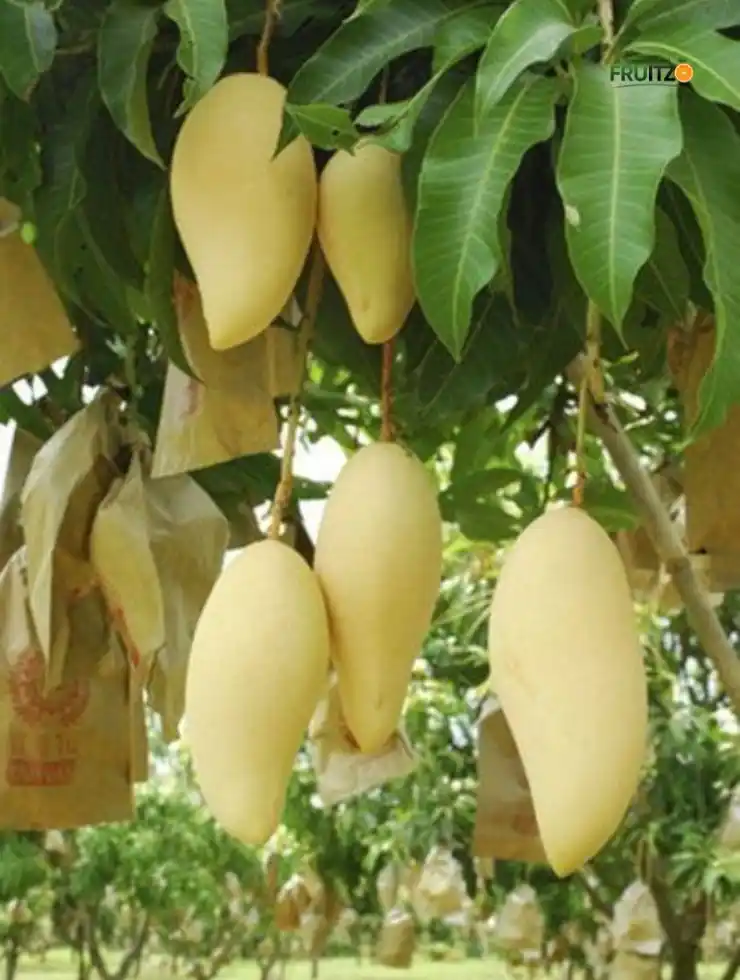 Nam Doc Mai Mango Grafted Plant For Home | Terrace Gardening.png