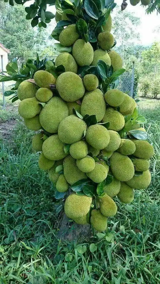 All Time Thai Jackfruit Live Fruit plant & Tree (1.5-2.5 Ft Height) For Home Garden, Pack Of 1 (Grafted).png