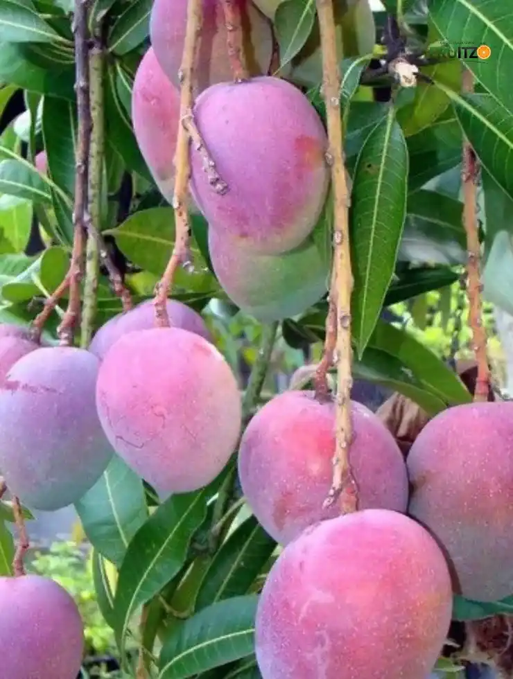 Pusa Arunika Grafted Mango Plant For Home and Terrace Garden.png