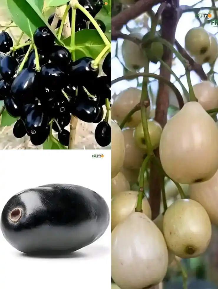 Rare Variety Grafted Jamun plant Combo For Home and Terrace Garden | pack of 3.png