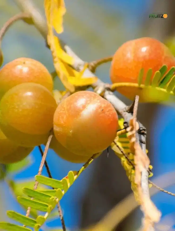 Red Amla Fruit Plant – Grafted Variety for Home Garden.png