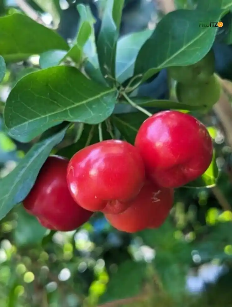 Barbados Cherry Original Grafted Plant For Home | Terrace Gardening.png