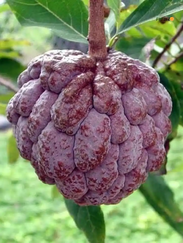 Red Custard Apple Grafted Plant For Home | Terrace Garden.png