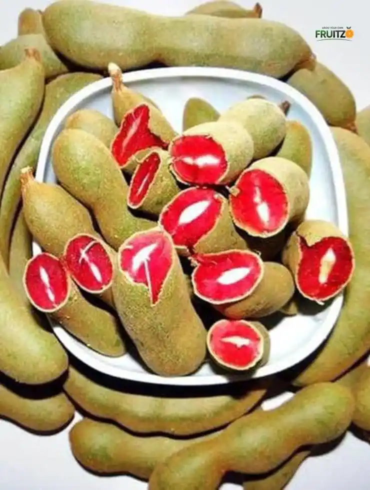 Red Sweet Imli Fruit Plant (Grafted) For Your Home Garden.png
