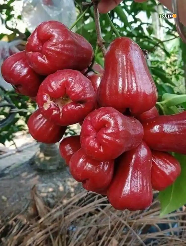 Red Water Apple (Grafted) Plant For Home | Terrace Gardening.png