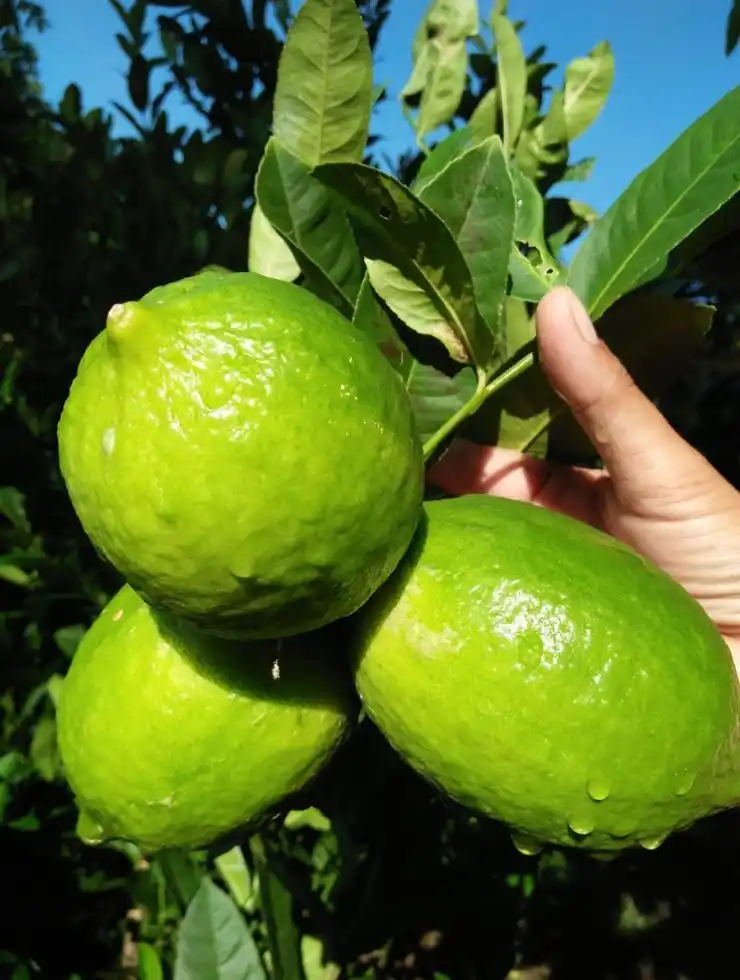 Seedless Lemon (Grafted) Fruit Plant For Home Garden.png