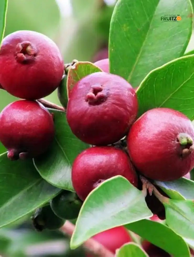 Strawberry Guava – A Perfect Fruit Plant for Your Home Garden (grafted).png